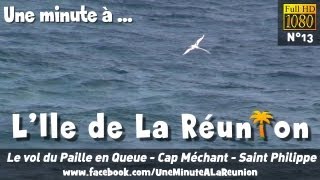 Le vol du Paille en Queue  Cap Méchant  Saint Philippe  Une minute à La Réunion HD N°13 [upl. by Glynda722]