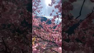 河津桜🌸 河津桜まつり 河津桜 sakura [upl. by Airres]