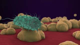 Bacteria 3D Animation [upl. by Notneiuq]