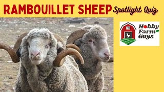 Rambouillet Sheep Spotlight Quiz [upl. by Jerman111]