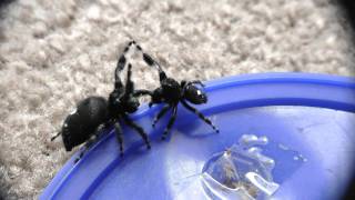 Jumping Spider Mating DancePedipalp Turns Down Xcaliber [upl. by Burl374]