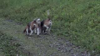 Skyviews Beagles Early Morning Dalight Heat Run Northern WV Beagle Club [upl. by Manvel68]