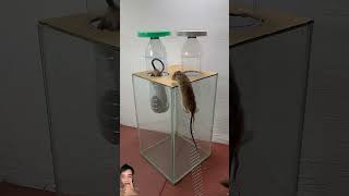 Best homemade mouse trap ideas  Mouse trap 2rat rattrap mousetrap shorts [upl. by Dareg]