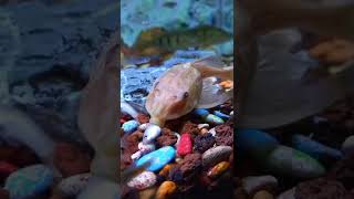 Hypostomus plecostomus albino  oh begini cara kerja ikan sapu² sehingga selalu buat aquarium bersih [upl. by Kary]