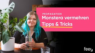 Monstera vermehren – Stecklinge abtrennen So einfach gehts  feey 🌱 [upl. by Tartan553]