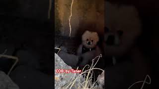 Friedhof der Kuscheltiere  Pet Sematary  viralvideo funny foryou pets [upl. by Inoue]