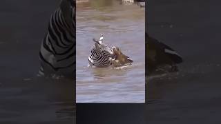 Zebra Escape From Crocodile Mouth zebra shorts crocodile animals wildlife trend animalshorts [upl. by Renado]