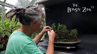 Early Summer Pruning and a New Cube The Bonsai Zone July 2024 [upl. by Cavit]