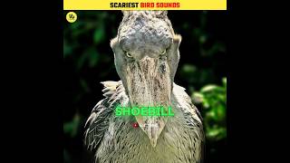 This Is The Scariest Bird Sounds shorts [upl. by Eikcin]