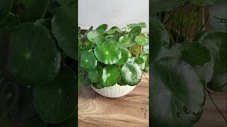 Hydrocotyle VulgarisPennywort🪴shorts pennywort luckyplants trending ytshorts song yt shots [upl. by Nurat]