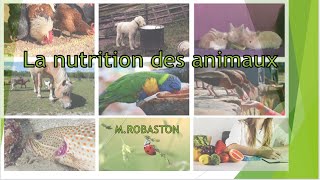 5ème La nutrition des animaux [upl. by Nova550]