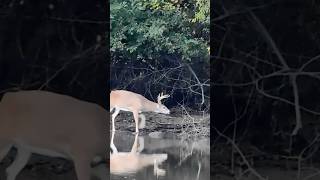 White tailed deer buck seen on Sassafras river in Maryland October 2023 wildlife [upl. by Hanny497]