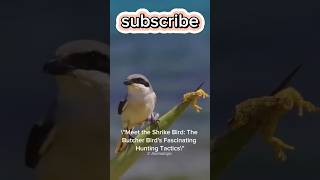 shrike bird short facts wildlife butcher hunting prey tactics [upl. by Delmar246]