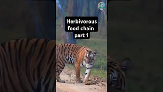 Herbivorous food chain JimCorbett indian wildlife [upl. by Windy94]