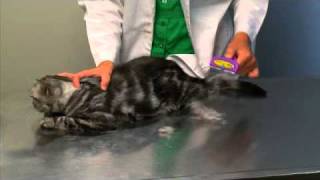 FURminator deShedding Tool for Cats [upl. by Hairom134]