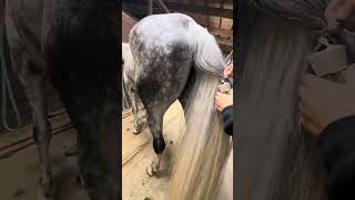 How to take a horses fake tail out [upl. by Ahsirt887]