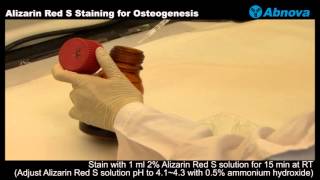 Alizarin Red S Staining for Osteogenesis [upl. by Maddy]