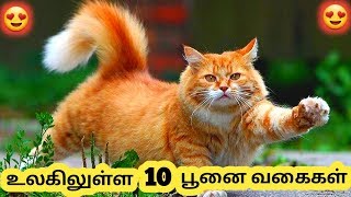 அழகான பூனைகள்  Ten Beautiful Cat Breeds  Tamil Info Share [upl. by Orling]