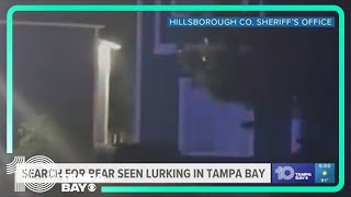 Black bear spotted in Tampa area — heres how to keep it away [upl. by Jola]