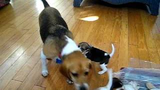 Beagle Puppies Playing with Mom [upl. by Solim]