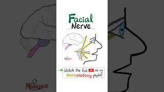 Facial Nerve  7th Cranial Nerve  CN VII  Part 2  Branches Neuroanatomy anatomy physiology [upl. by Ueihttam]