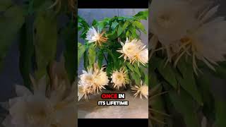 Epiphyllum Blooming for ONLY 1 hour shorts [upl. by Aenyl]