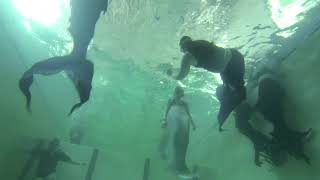 Real South African Mermaids Gather to swim and try tricks together  Part Two  Sirenology Studios [upl. by Theresina]