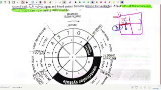 cardiac cycle CVS physiology CSM Gmc satarambbs1styear neet biology physiology neetmotivation [upl. by Feerahs]