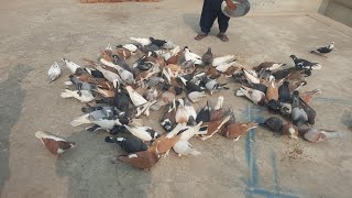 Best Pigeon Fighting  RYK Kabutar Video [upl. by Balbinder]