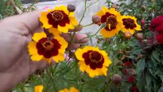 108  COREOPSIS  Grow and care Tinctoria Coreopsis Sand Coreopsis from seeds [upl. by Ardnaid820]