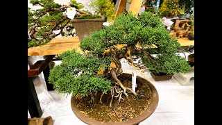 Autumn Bonsai exhibion and sale Part 2 [upl. by Hubie549]