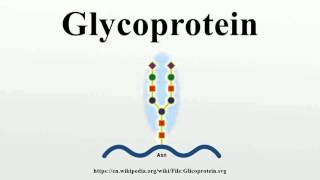 Glycoprotein [upl. by Cartan]