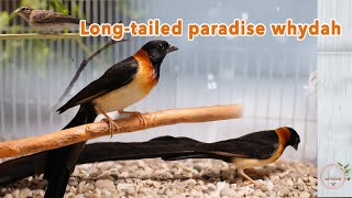 Longtailed paradise whydah [upl. by Anaigroeg]