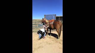 quotSpadequot 2007 APHA Ranch BrokeKid Safe [upl. by Aratahc]