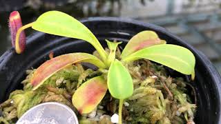 Nepenthes lowii Trus Madi BE3100 [upl. by Assiroc]