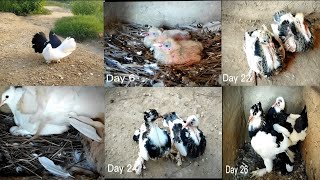 Pigeon breeding Progress 2022 😍 Fancy pigeon 🕊️  All Pigeon Breeds [upl. by Wylen]