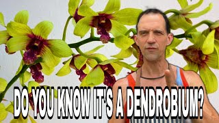 How to Identify Dendrobium Orchids  A Comprehensive Guide [upl. by Sirraj]