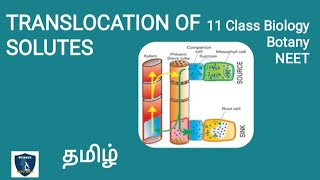 Translocation of Organic Solutes in Tamil  Transport in Plants  Botany I Class 11  TNSCERT NEET [upl. by Hentrich816]