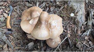 Pluteus petasatus May 26 2024 [upl. by Cimbura986]