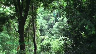 Canopy Tours in Jaco Beach Costa Rica ZIpLine Tours httpwwwcanopyvistalossuenoscom [upl. by Lotsirhc]