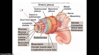 The 4 Layers of the Alimentary Canal [upl. by Ahcsap]