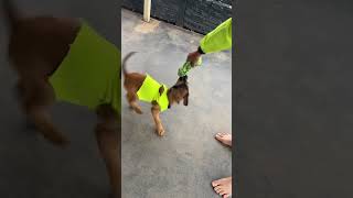 Rusty smallcute happy smart funnypets smile dog puppy cute shorts running Adoptsdogs [upl. by Asusej260]