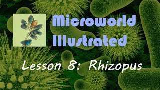 Microworld Illustrated Lesson 8 Rhizopus [upl. by Lebam]