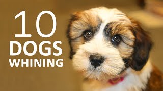 DOGS WHINING and Crying Sound Effect  Show this to your Dog and See What Happens HD [upl. by Noiek]