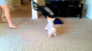 Silky Terrier barks at Vacuum [upl. by Vil]