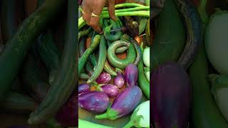 Colourful Harvest shorts gardening ytshorts [upl. by Rog]