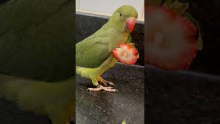 Anyone else’s bird do this 🤪 talkingparrot cuteanimals talkingbird babyanimals funnyanimals [upl. by Sola]