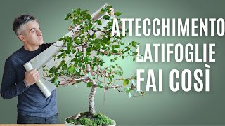 COME RACCOGLIERE le LATIFOGLIE per farne dei BONSAI [upl. by Ervine898]