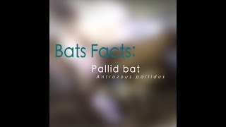 Bat Facts Pallid Bat [upl. by Thia]