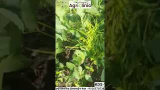 फुले संगम KDS726 सोयाबीन  New Variety  High Yield  Disease Resistance  Phule Sangam [upl. by Jaal]